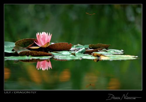 Lotus - Lotus is the National Flower of India. Nelumbo nucifera is known by a number of common names, including blue lotus, Indian lotus, sacred lotus, bean of India, and sacred water-lily. Botanically, Nelumbo nucifera (Gaertn.) may also be referred to by its former names, Nelumbium speciosum (Wild.) or Nymphaea nelumbo. This plant is an aquatic perennial, but if its seeds are preserved under favorable circumstances, they may remain viable for many years.