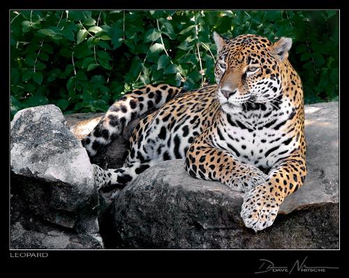 leopard - The Leopard (Panthera pardus) is one of the four big cats of the genus Panthera. Originally, it was thought that a leopard was a hybrid between a lion and a panther, and the leopard's common name derives from this belief; leo is the Greek and Latin word for lion (Greek leon) and pard is an old term meaning panther. In fact, a 'panther' can be any of several species of large felid. In North America, panther means Cougar and in South America a panther is a jaguar. Elsewhere in the world a panther is a leopard. Early naturalists distinguished between leopards and panthers not by colour (a common misconception), but by the length of the tail - panthers having longer tails than leopards.