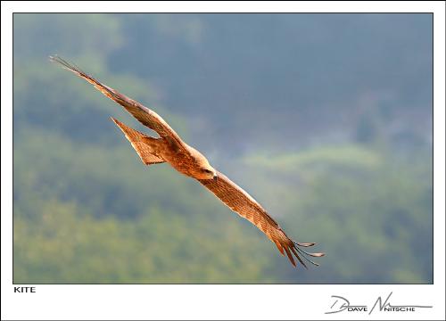 Kite Bird - Kites are raptors with long wings and weak legs which spend a great deal of time soaring. In general they will take live prey but mostly feed on carrion.  They are birds of prey which along with hawks, eagles, Old World vultures and many others are in the family Accipitridae.  Together with less closely related groups such as New World vultures and Osprey, they make up the diurnal bird of prey order Falconiformes