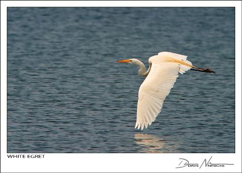 White Egret - The Great Egret (Casmerodius albus), also known as the Great White Egret, White Heron, or Common Egret, is a wading egret, found in most of the tropical and warmer temperate parts of the world, although it is very local in southern Europe and Asia. It is called Kotuku in New Zealand. It should not be confused with the Great White Heron, which is a white morph of the Great Blue Heron found in Florida.  The Great Egret is a large bird with all white plumage, as much as 101 cm long and weighing up to 950 g. It is only slightly smaller than the Great Blue or Grey Herons. Apart from size, the Great Egret can be distinguished from other white egrets by its yellow bill and black legs and feet. It also has a slow flight, with its neck retracted. This is characteristic of herons and bitterns, and distinguishes them from storks, cranes and spoonbills, which extend their necks.