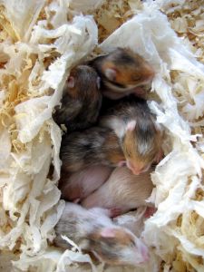 baby hamsters - hamster