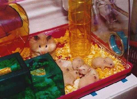 hamsters - hamsters in a cage