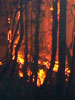 Bushfire - This is a bushfire currently burning in Victoria.