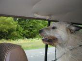 pets  - is he a man's bestfriend?