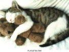 how sweet - i would like to have a cat like this