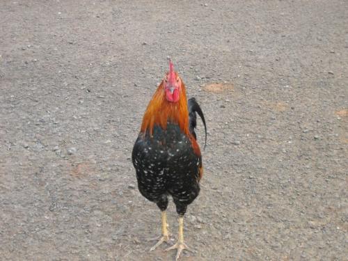 Kauai Rooster - Pic of one of the wild roosters roaming Kauai
