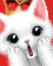 cute cat - heeem i them and i give xixiiiii