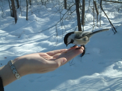 Handfeeding the chickadees - This one is from the Edmonton river valley in the winter, the chickadees are so used to handouts they'll come eat our of your hand, even sit on your head for sunflower seeds!