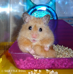 Hamster staring at the camera - This is my favorite looking hamster. It is my friend's hamster and he enjoys it a lot. I still want a hamster for my birthday and I am looking forward to that.