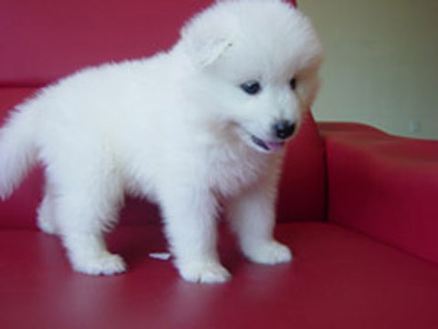 pet - in today's world,pet's life is treated very well.