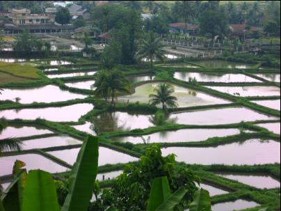 Fish Pond - Beautiful scenery of fish pond that i'm taken during my travel at Bukit Tinggi, Sumatera Barat, Indonesia. Is it beauty?
