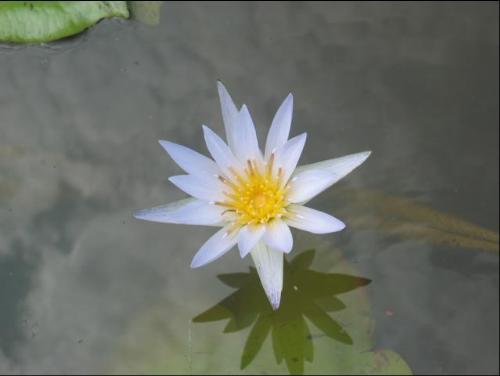 What a beautiful Lotus Flower - This picture is taken during my site visit at Paddy Field at Pasir Panjang,Selangor, Malaysia. This is the only flower at the paddy field. Very beautiful. Did you guys agreed with me?
