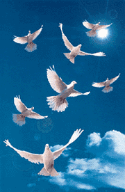 symbol of peace - doves are the symbols of peace.we should all believe in peace and live our life according.i am happy that i got to respond to this discussion.enjoy