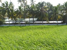 paddy fields - they are really beautiful to watch.good place to walk through when you are sad.you just forget all about it.