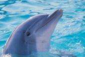 dolphin - dolphin