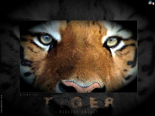 tiger - tigers, the king of jungle