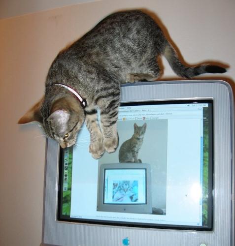 Cat on a monitor - cat