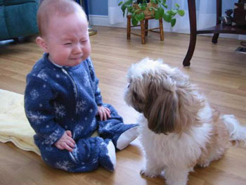 baby-pet - don't stare puppy.. i feel uneasy when being watched