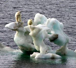 Melting Ice Shelf - Polar bear on ice.