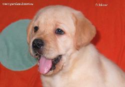 Labrador - Pet dog