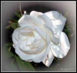 white ross - white rose means innocence, purity, secrecy, friendship, reverence and humility.