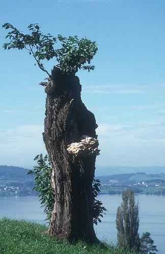 tree in the big area - a tree in the big area trying to survive