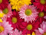 flower - smells good and can help lighten up your day.