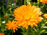 flower - another set of flowers that i like.