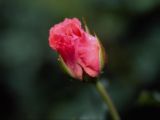 a flower - more flowers to see.