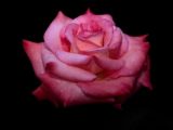 rose - they said when u compare love to a flower first thing that comes out in your mind is roses.