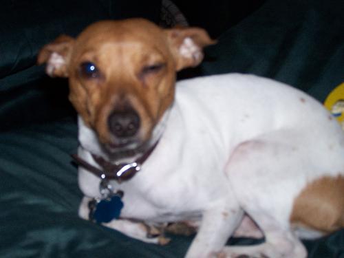 My rattie - This is my 'prince' rat terrier.  His name is Dino.