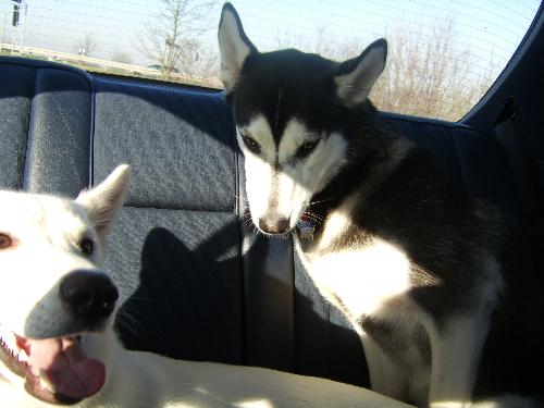 Huskies - Siberian Husky