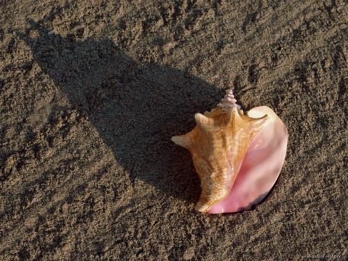 Shells - Shells (Shankh)