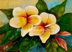Plumeria - Plumeria comes in many different shades, this is just one of many.