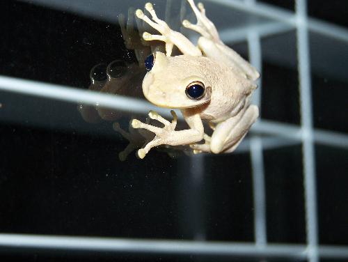 Frog - A frog on my window. I tested out my new Kodak digital camera by taking a cloe up on this frog that was stuck to my window. He is a great subject. His colors came out great with his eyes and body.