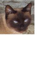 Kitty - This is my beautiful siamese kitty Glock. Yes she is named after my favorite brand of guns. She is a wonderful chick who actually acts more like a dof than a cat. She loves long walks in the yard and cuddling.