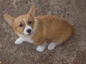 Our Puppy - This is our welsh corgi Baby.She is a total sweet heart who loves her human brother and sister and cat sister as well. She is a vital part of our family and it would be very boring without her.