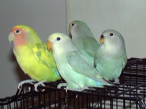 parrots - these are the love birds
