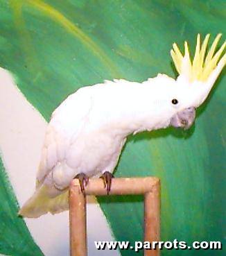 parrots - parrots cute:)