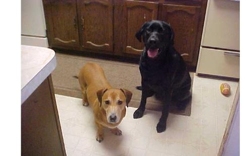 my boys - Shamrock and Buca in the kitchen