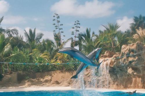 Criss Cross - Heres a photo of some of the dolphins in action at one of the theme parks in Southern Tenerife.  Haaa Just love the dolphins, they are such gentle creatures.   This photo was taken by myself October 2006 at Aqualand, Southern Tenerife, using a Nikon F75 SLR film camera  Lynn-Marie