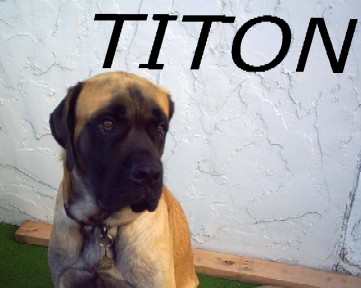 Titon - This is my dog.  