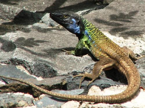 Colourful Lizard - Another photo taken in Tenerife.  This little Lizard was seen on the rocks up near the top of Mount Taedi in the wild! I was just glad to have my 300mm zoom lens on me, so I didnt get too close to startle him/her.  Just loved the colour of the creature though.