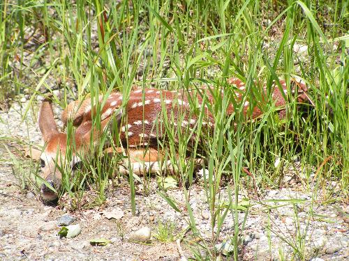 Just one of my photos - Driving along on a back road in Vermont where I live I saw this lilone laying on the side of the road no mommy to be found.......Hope it found it's mom
