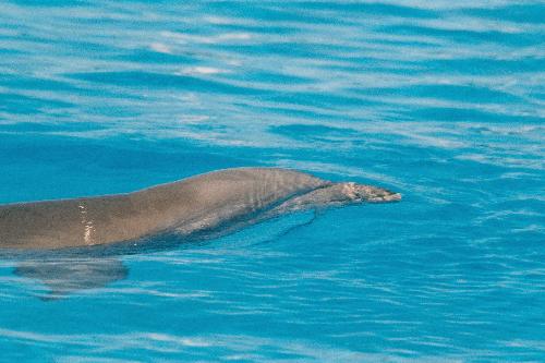 Coming Towards - This dolphin was quite happy to swim out towards us..  