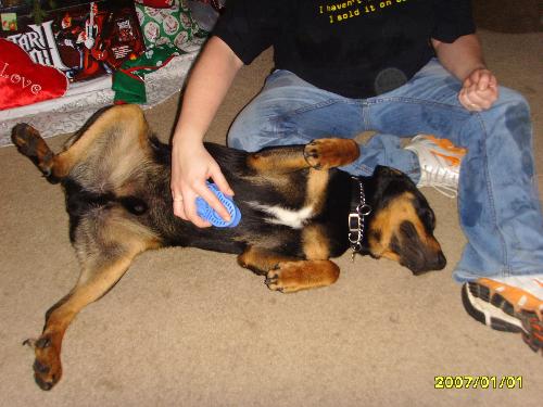Dogs - This is my crazy doberman puppy getting brushed.