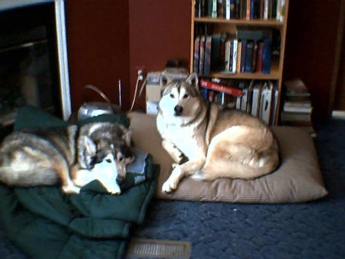 The hounds - Voden and macha relaxing