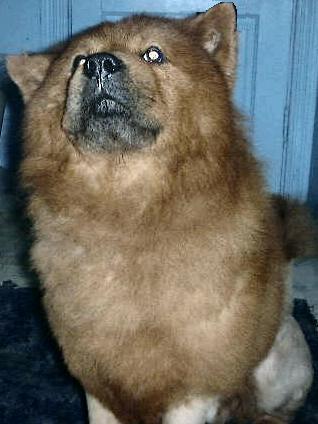 chows - what kind of dog do you think are the most good looking? i think it is a chow if you take care of it and give it a look to be proud of like the lion clip.