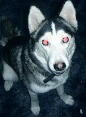 husky - akasha