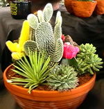 succulents - succulents plants succulents - succulents plants